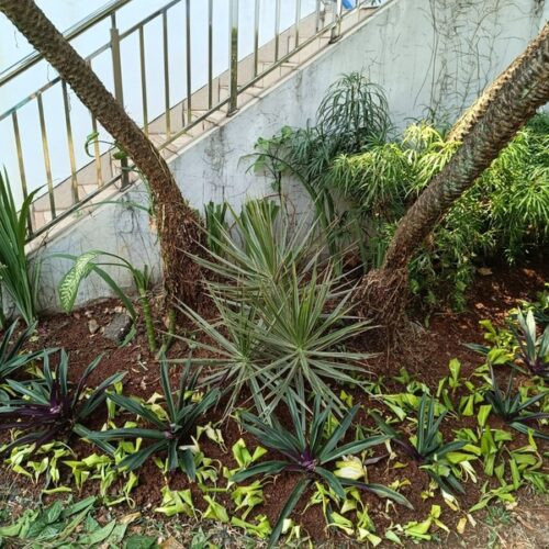 galeri jasa perawatan taman jabodetabek (4)