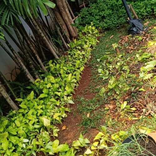 galeri jasa perawatan taman jabodetabek (6)